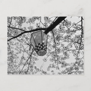 Postal Florecimiento de cerezo japonés y linterna