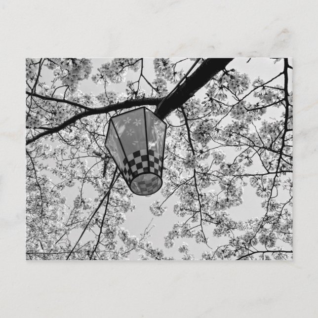 Postal Florecimiento de cerezo japonés y linterna (Anverso)