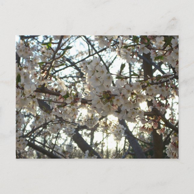 Postal Florecimiento de cerezo por la noche II Puesta de  (Anverso)