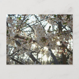 Postal Florecimiento de cerezo por la noche II Puesta de 