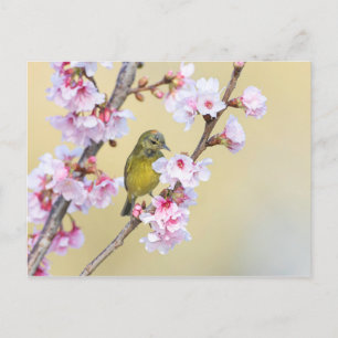 Postal Florecimiento de cerezo y Warbler