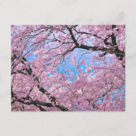 Postal Florecimiento de cerezos en flor