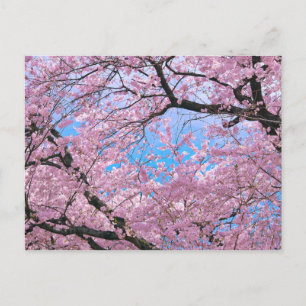 Postal Florecimiento de cerezos en flor