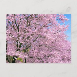 Postal Florecimiento de cerezos en flor