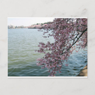 Postal Florecimiento de cerezos en Washington DC