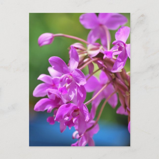 Postal Florecimiento de enero (Anverso)