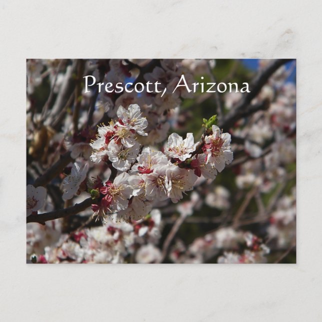 Postal Florecimiento de flores de cerezo en Prescott, Ari (Anverso)
