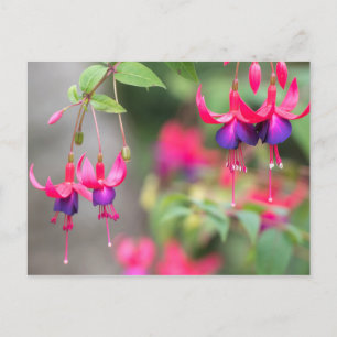 Postal Florecimiento de Fuchsia