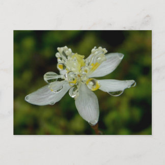 Postal Florecimiento de Goldthread en la isla Unalaska