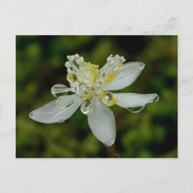 Postal Florecimiento de Goldthread en la isla Unalaska (Anverso)