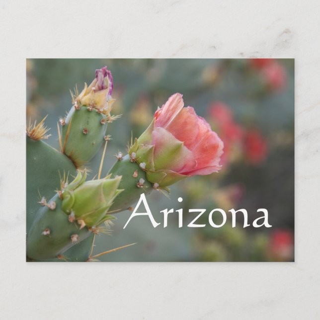 Postal Florecimiento de la flor cactus rosa, Arizona (Anverso)
