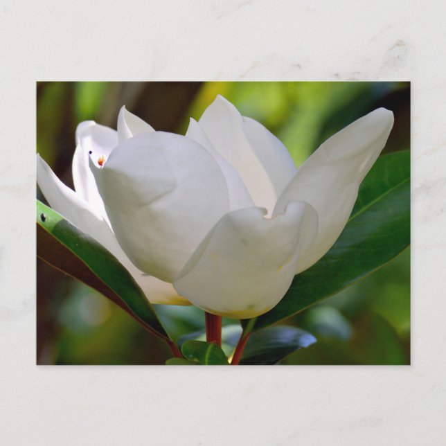 Postal Florecimiento de la Magnolia Blanca (Anverso)