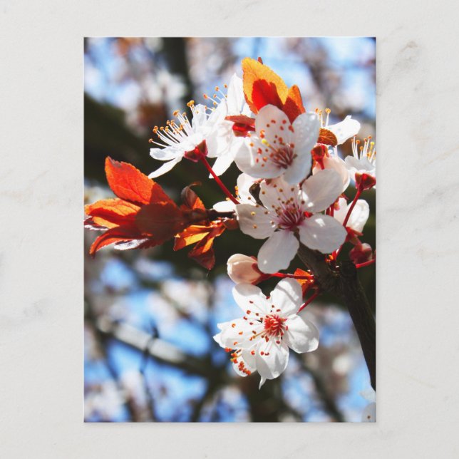 Postal Florecimiento de la primavera (Anverso)