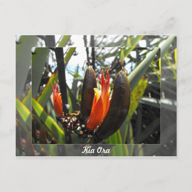 Postal Florecimiento de los Flax en Nueva Zelanda (Anverso)