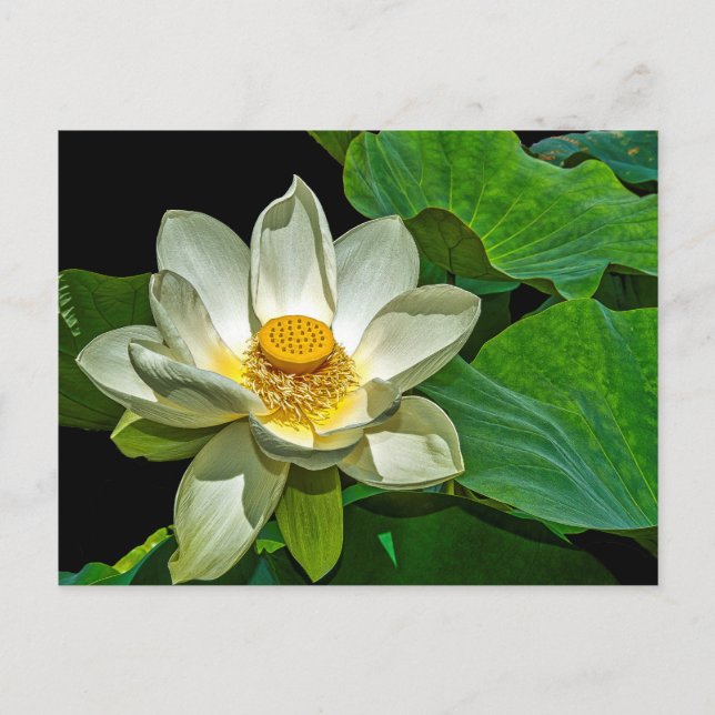 Postal Florecimiento de Lotus (Anverso)