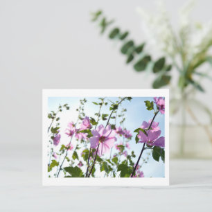 Postal Florecimiento de malvaviscos de árbol en verano