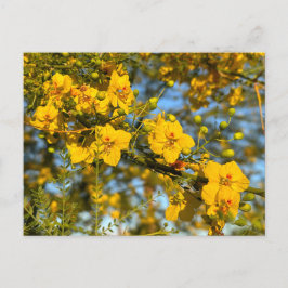 Postal Florecimiento de Palo Verde en primavera