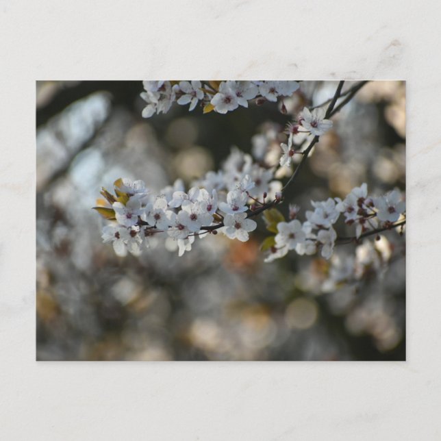 Postal Florecimiento de primavera (Anverso)