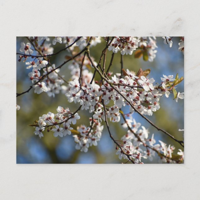 Postal Florecimiento de primavera (Anverso)