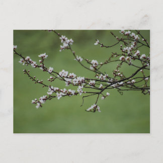 Postal Florecimiento de primavera