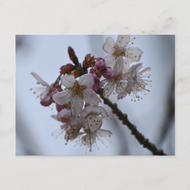 Postal Florecimiento de primavera (Anverso)