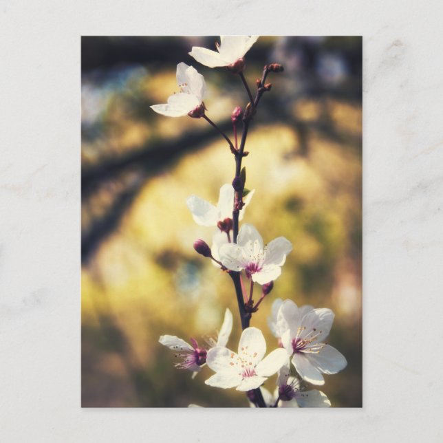 Postal Florecimiento de primavera (Anverso)