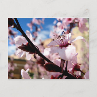 Postal Florecimiento de primavera