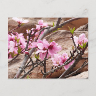 Postal Florecimiento de primavera en las rocas del Zion