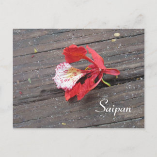 Postal Florecimiento De Un Árbol De Flame Solitario En Un