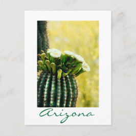 Postal florecimiento de un Saguaro