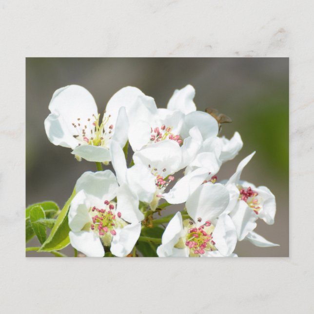 Postal Florecimiento del árbol de orejas (Anverso)