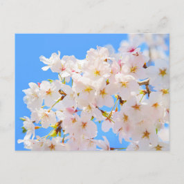Postal Florecimiento del cerezo en primavera