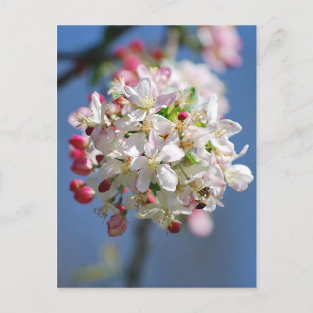 Postal Florecimiento del cerezo y significado (Anverso)