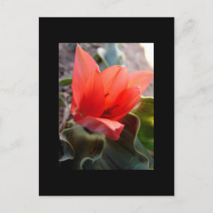 Postal florecimiento del desierto