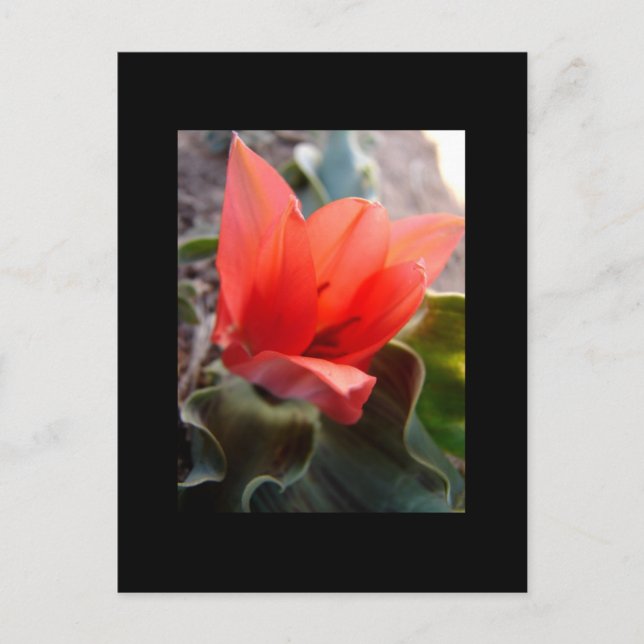 Postal florecimiento del desierto (Anverso)