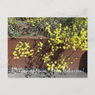 Postal Florecimientos de California: Alforfón Amarillo
