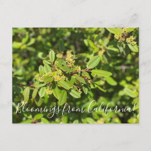 Postal Florecimientos de California: Coffeeberry
