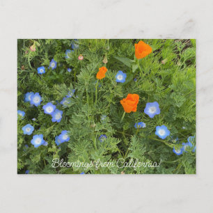 Postal Florecimientos de California: Flores silvestres de
