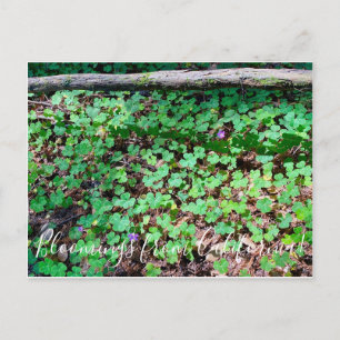 Postal Florecimientos de California: Trébol de Sorrel