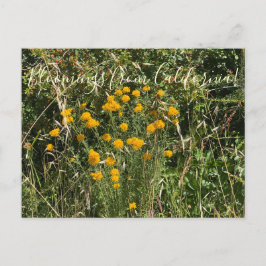 Postal Florecimientos de California: Yarrow Dorado