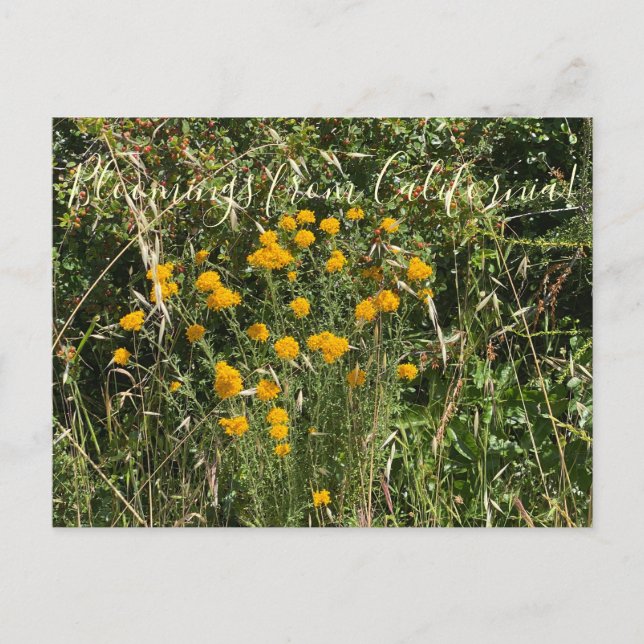 Postal Florecimientos de California: Yarrow Dorado (Anverso)