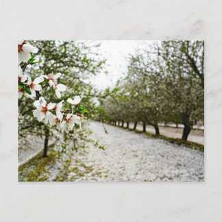 Postal Florencia de almendros en California