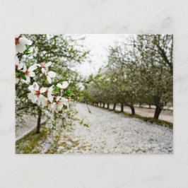 Postal Florencia de almendros en California