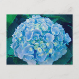 Postal Florencia de la hidrangea azul del bebé