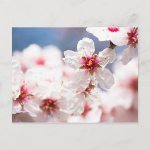 Postal Florencia del árbol de almendros