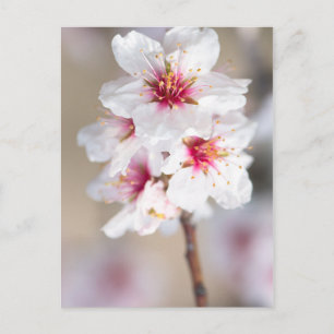 Postal Florencia del árbol de almendros
