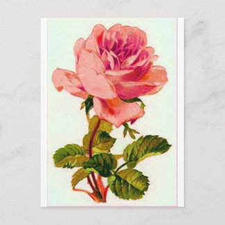 Postal Flores