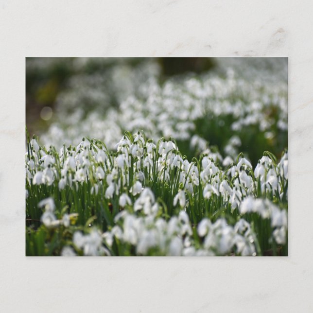 Postal Flores (Anverso)