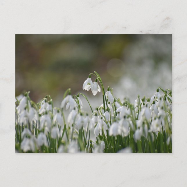 Postal Flores (Anverso)