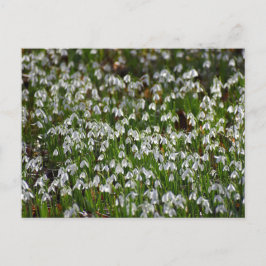 Postal Flores